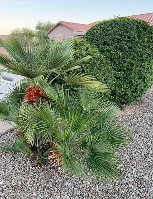 Tucson Desert Scapes project